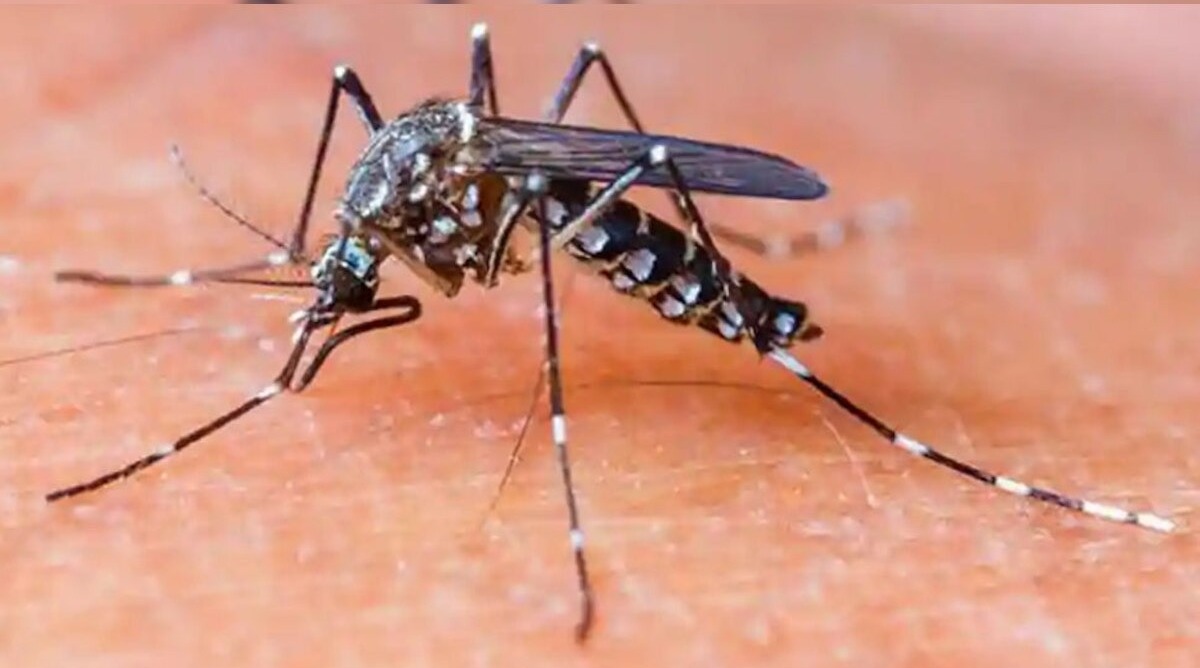 पंजाब में मंडरा रहा डेंगू का खतरा !