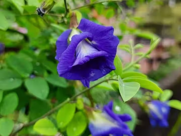ये नीला फूल कंट्रोल कर सकता है बीपी औऱ वजन